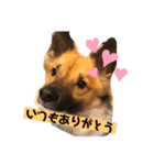 いぬのきもちスタンプ(保護犬)（個別スタンプ：11）