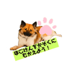 いぬのきもちスタンプ(保護犬)（個別スタンプ：12）