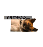 いぬのきもちスタンプ(保護犬)（個別スタンプ：13）