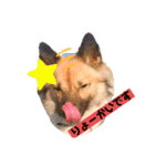 いぬのきもちスタンプ(保護犬)（個別スタンプ：14）