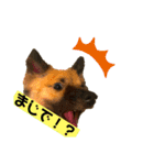 いぬのきもちスタンプ(保護犬)（個別スタンプ：15）