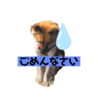 いぬのきもちスタンプ(保護犬)（個別スタンプ：16）