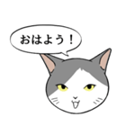 猫タクと吹き出し（個別スタンプ：1）