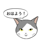 猫タクと吹き出し（個別スタンプ：13）