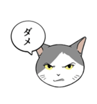 猫タクと吹き出し（個別スタンプ：21）