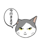 猫タクと吹き出し（個別スタンプ：25）