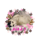 ぴー助じーさんスタンプ（個別スタンプ：3）