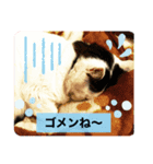 ぴー助じーさんスタンプ（個別スタンプ：6）