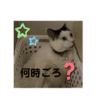 ぴー助じーさんスタンプ（個別スタンプ：7）
