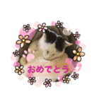 ぴー助じーさんスタンプ（個別スタンプ：8）