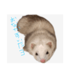 みーたん専用だお（個別スタンプ：4）