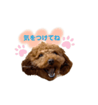 トイプードルのつむぎ2（個別スタンプ：6）