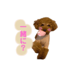 トイプードルのつむぎ2（個別スタンプ：8）