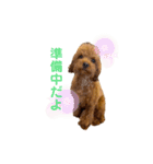 トイプードルのつむぎ2（個別スタンプ：10）