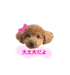 トイプードルのつむぎ2（個別スタンプ：13）