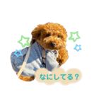 トイプードルのつむぎ2（個別スタンプ：14）