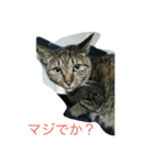 チビクロドン♪（個別スタンプ：3）
