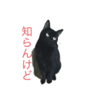 チビクロドン♪（個別スタンプ：4）