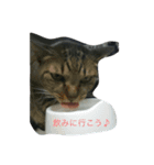 チビクロドン♪（個別スタンプ：7）