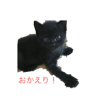 チビクロドン♪（個別スタンプ：8）