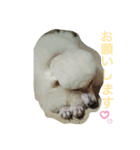 仁くん.スタンプ（個別スタンプ：1）