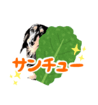 ミニチュアダックスの気ままなランチ21（個別スタンプ：4）