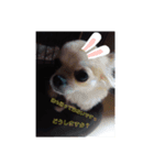 love犬ちゃん（個別スタンプ：3）