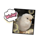 白インコのピーちゃん①（個別スタンプ：1）