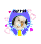 白インコのピーちゃん①（個別スタンプ：4）