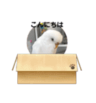 白インコのピーちゃん①（個別スタンプ：6）