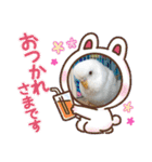 白インコのピーちゃん①（個別スタンプ：7）