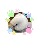 白インコのピーちゃん①（個別スタンプ：8）