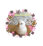 白インコのピーちゃん①（個別スタンプ：9）
