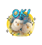 白インコのピーちゃん①（個別スタンプ：10）