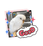 白インコのピーちゃん①（個別スタンプ：12）