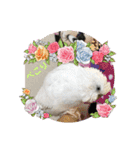 白インコのピーちゃん①（個別スタンプ：13）