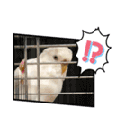 白インコのピーちゃん①（個別スタンプ：14）