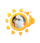 白インコのピーちゃん①（個別スタンプ：17）