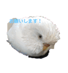 白インコのピーちゃん①（個別スタンプ：18）