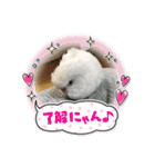 白インコのピーちゃん①（個別スタンプ：19）