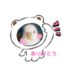 白インコのピーちゃん①（個別スタンプ：20）