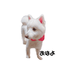 あたしんちのまりかちゃん（個別スタンプ：16）