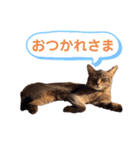 ベルさんアッシュさんのスタンプ（個別スタンプ：8）