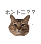 ベルさんアッシュさんのスタンプ（個別スタンプ：14）