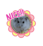 ジャンガリアンハムスターしろぷく②（個別スタンプ：1）
