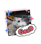 ジャンガリアンハムスターしろぷく②（個別スタンプ：2）