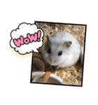 ジャンガリアンハムスターしろぷく②（個別スタンプ：6）