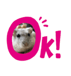 ジャンガリアンハムスターしろぷく②（個別スタンプ：9）