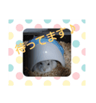 ジャンガリアンハムスターしろぷく②（個別スタンプ：23）