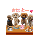 癒しのトイプー①（個別スタンプ：1）